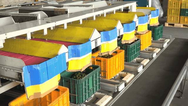 청매실을 처리하는 분류 기계