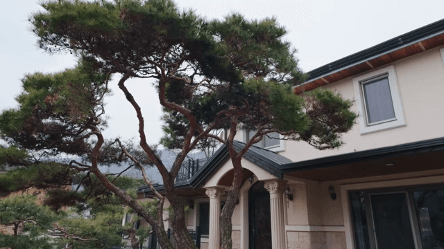 앞에 소나무가 있는 현대적인 집