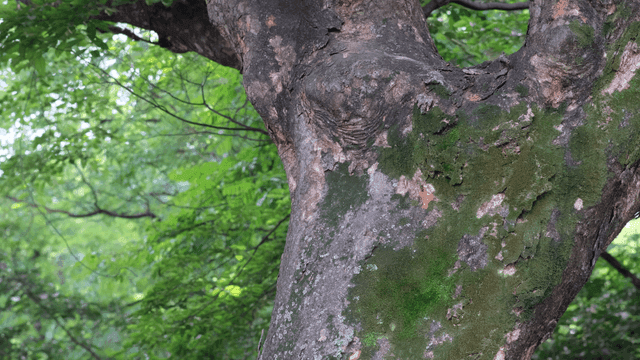 이끼가 낀 나무 줄기의 근접 촬영