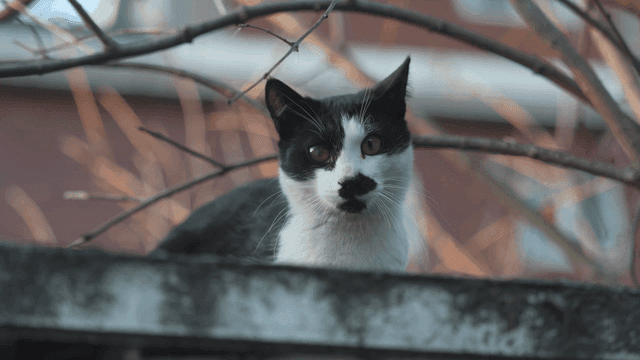 Curious black and white cat on wall