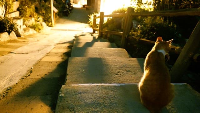 Cat sitting on outdoor steps at night in a quiet neighborhood