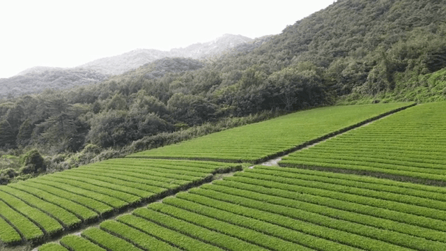 산으로 둘러싸인 푸른 녹차밭