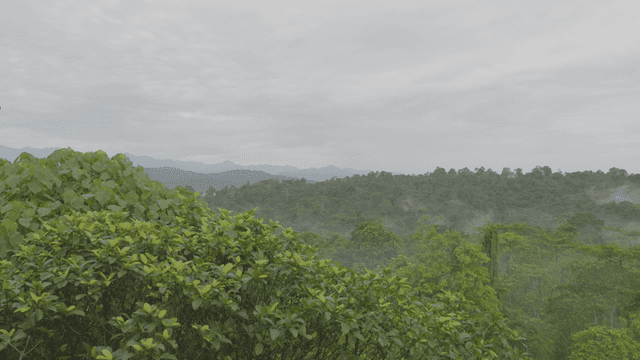 Green forest full of misty trees