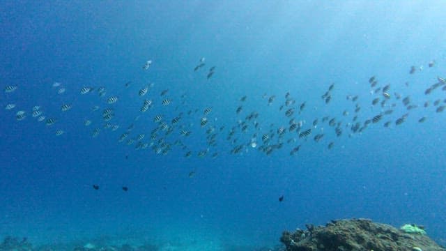 School of fish swimming over a coral reef