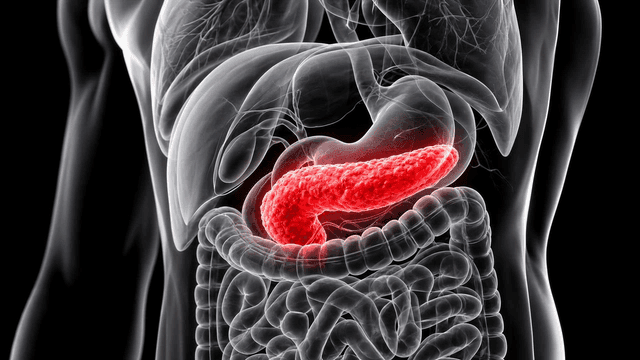 Detailed view of human pancreas anatomy