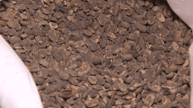 A bag filled with acorns