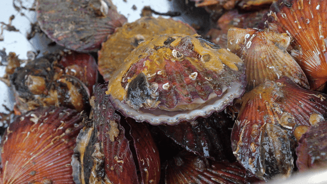 Live scallops piled high