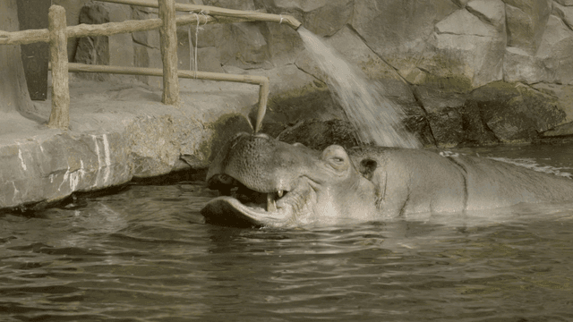 Hippopotamus enjoying water in its habitat