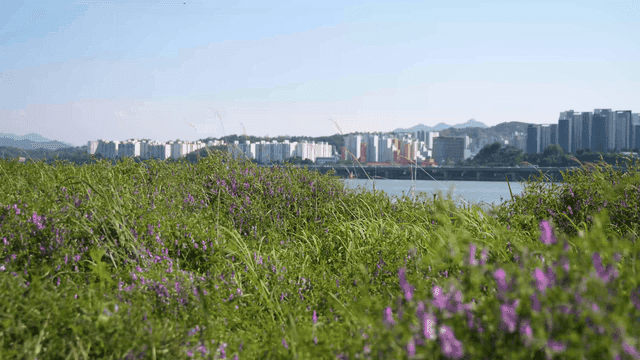 Purple flowers with cityscape in the background