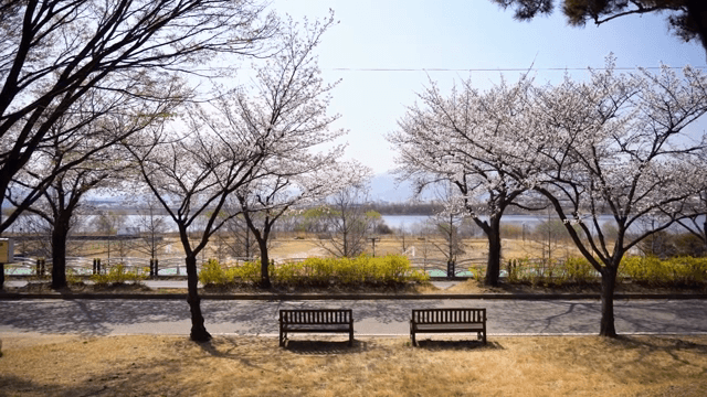 Cherry blossoms in full bloom by the river
