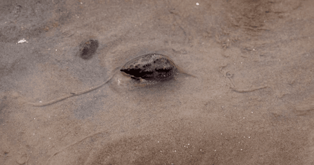 진흙 해안에서 움직이는 소라