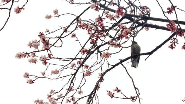 흐린 하늘을 배경으로 한 꽃이 핀 벚꽃 가지 위 새
