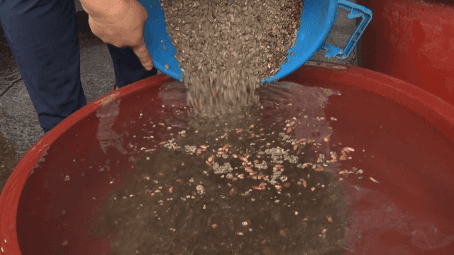 물이 담긴 빨간 대야에 도토리를 붓는 모습