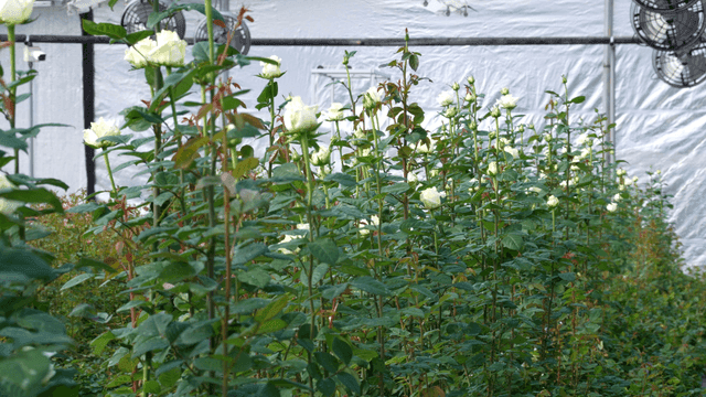 White roses in greenhouse