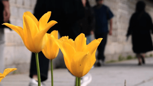 돌담 옆에 피어있는 노란 튤립