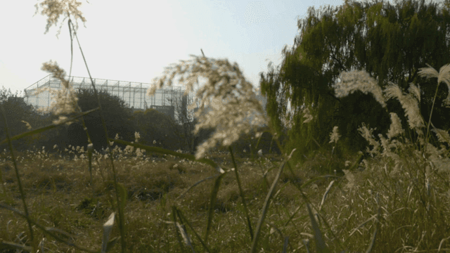 Tall grass swaying in park fields