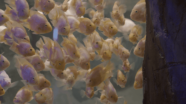 School of cichlids swimming together