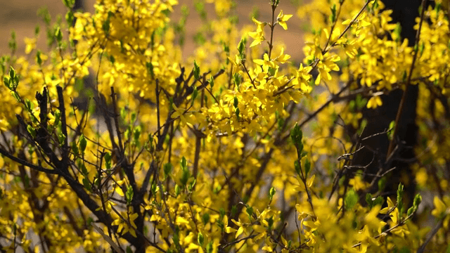 만개한 밝은 개나리