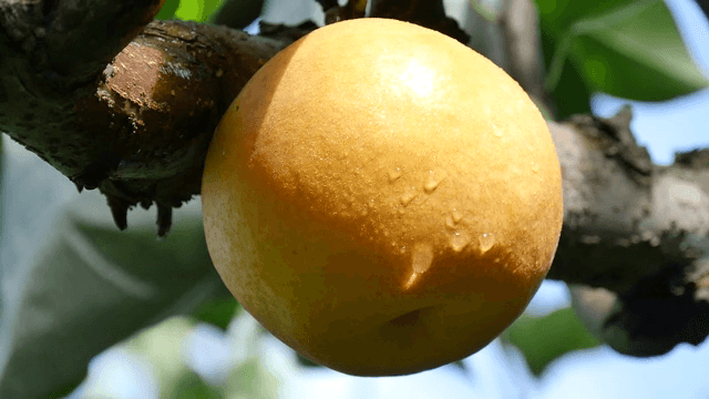 나무 가지에 매달린 잘 익은 배