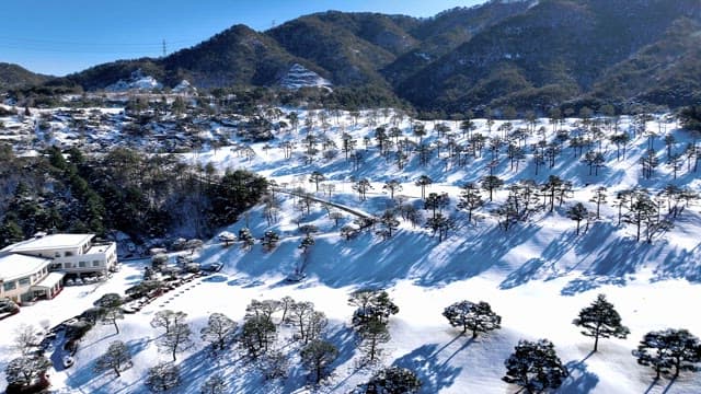 Snow-Covered Landscape with Pine Trees