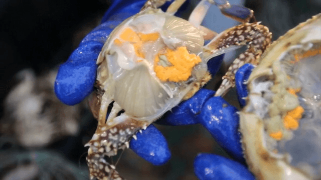 갓 잡은 게 손질 중