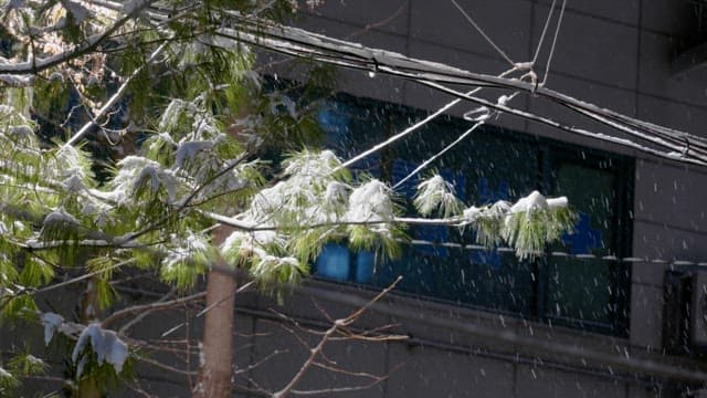 Snow-covered tree branches as snow gently falls