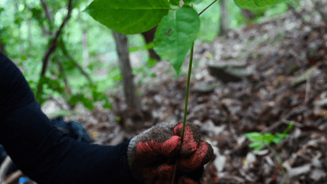 숲속에서 인삼 수확