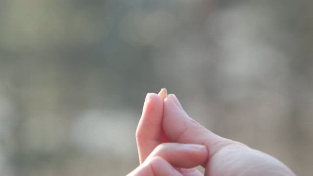 작은 새가 손의 씨앗을 먹는 장면