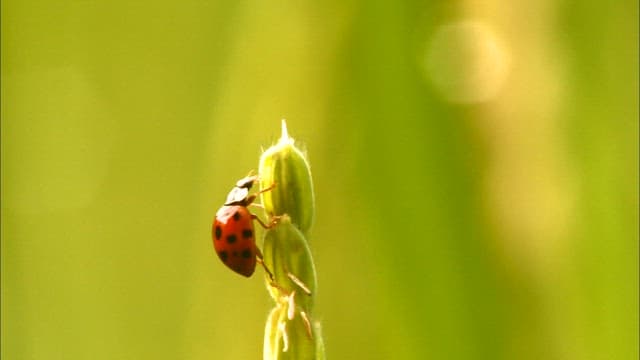 Ladybug on a Green Stem in Daylight