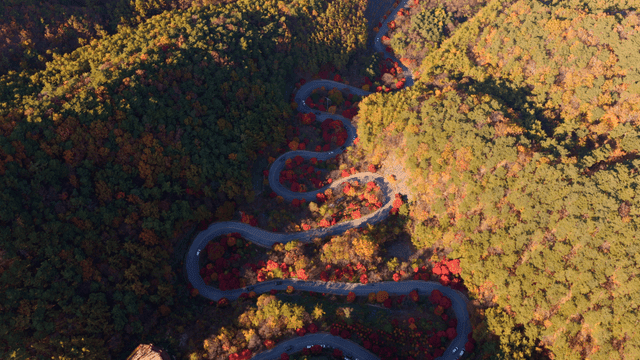 가을 숲을 가로지르는 구불구불한 도로