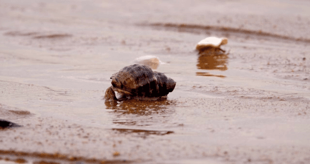 진흙 해안 위를 걷는 소라게