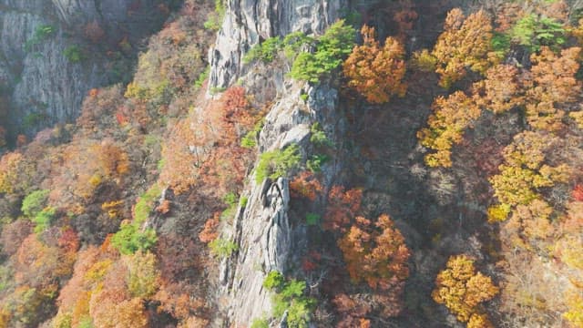 Autumn foliage on a rocky mountain