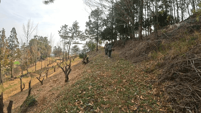 People walking on forest path and dog