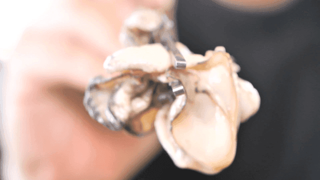 Fresh oysters picked up with chopsticks