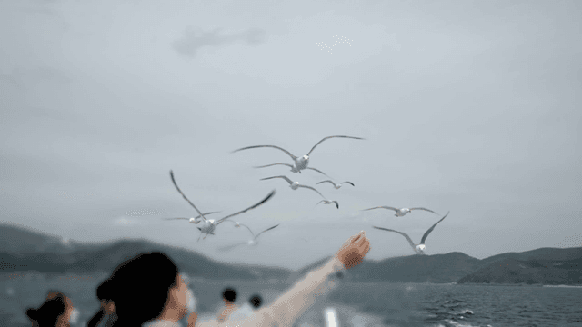 Seagulls flying over a boat with tourists