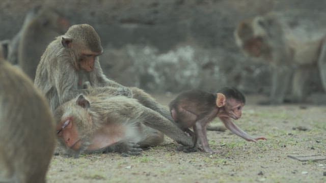 Mother and Baby Monkey Lying on the Ground and Resting