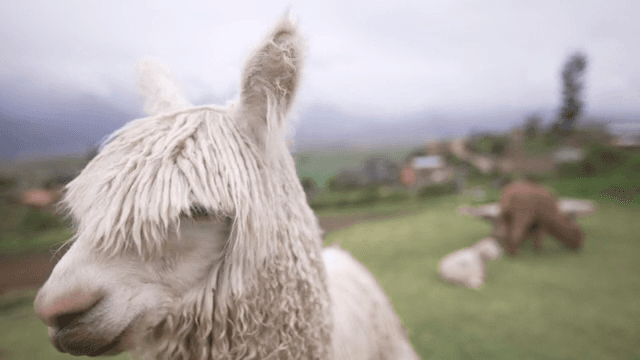시골 마을에 서 있는 알파카