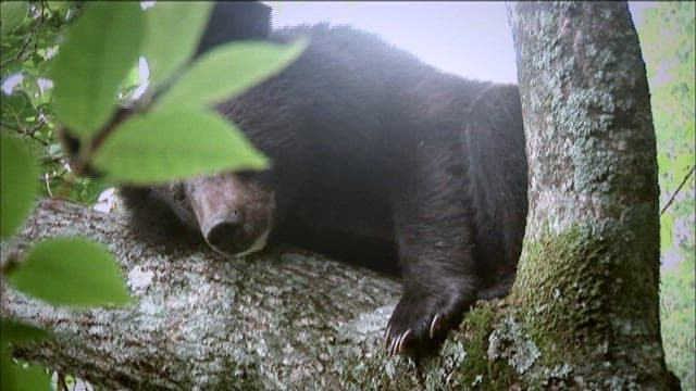 Bear resting in a tree