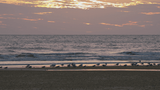 새들이 쉬고 있고 잔잔한 파도가 치는 평화로운 해안 노을