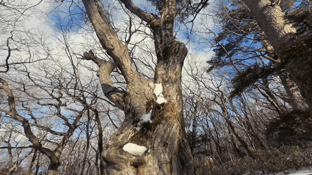 Large tree in a winter forest