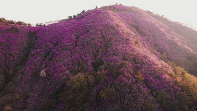 Pink Azalea Flowers Covering Cheonjusan Mountain 