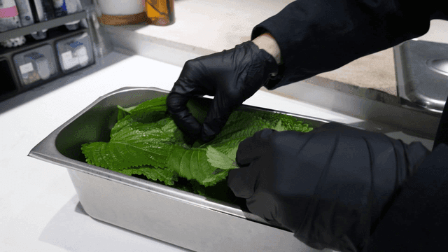 Hands sorting fresh perilla leaves
