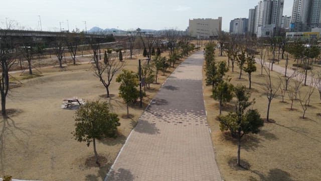 Park pathway with trees and city buildings