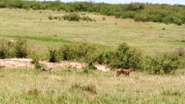 Cheetahs Moving Through the African Savanna