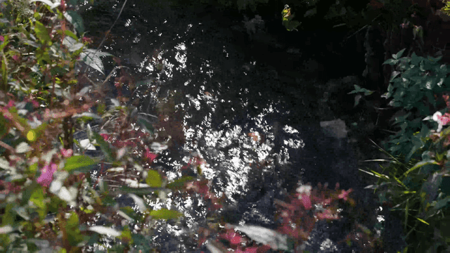 푸른 식물 사이로 흐르는 작은 시냇물