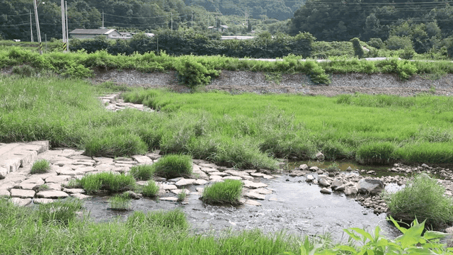 A tranquil stream flowing through lush greenery