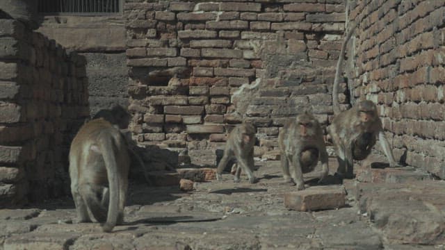 Monkeys Walking  on Old Brick Structures