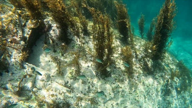 Underwater scene with fish and seaweed