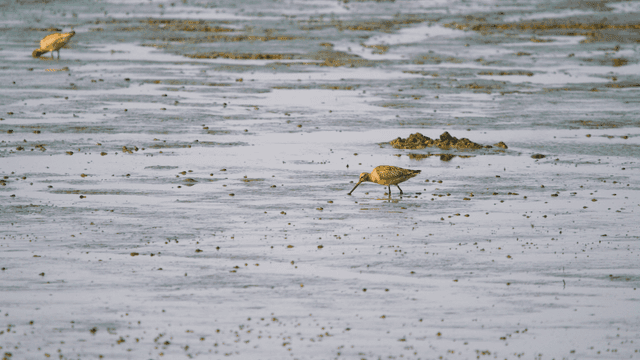 Sandpipers finding food in the muddy wetland