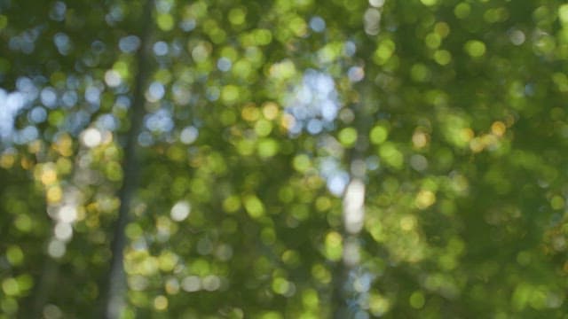 Sunlight Filtering through Blurred Green Leaves